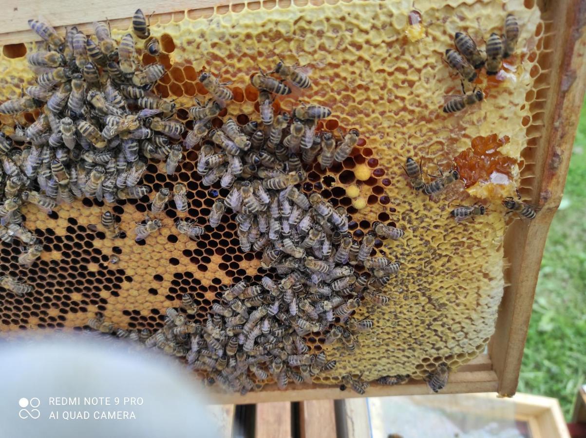 Home Of Nature - Kuca Prirode Odžak Zewnętrze zdjęcie