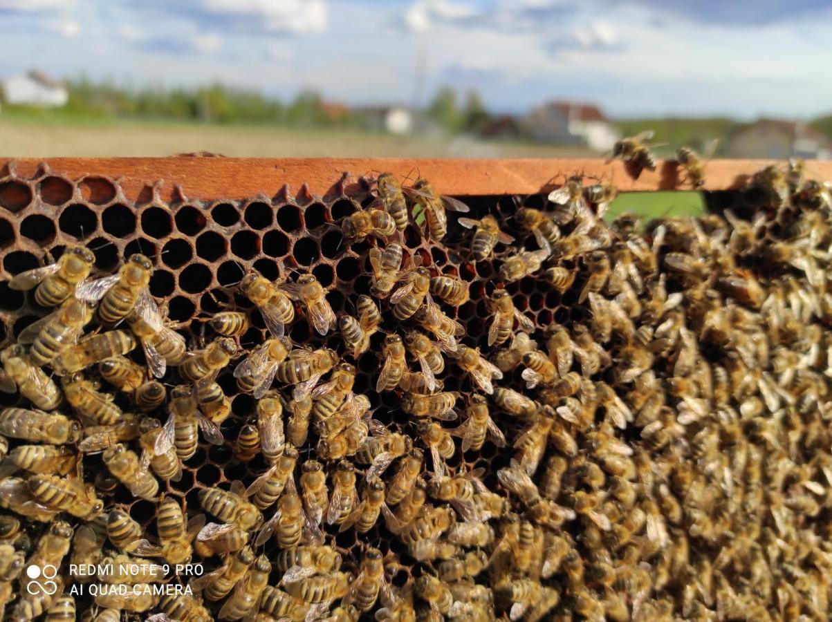 Home Of Nature - Kuca Prirode Odžak Zewnętrze zdjęcie