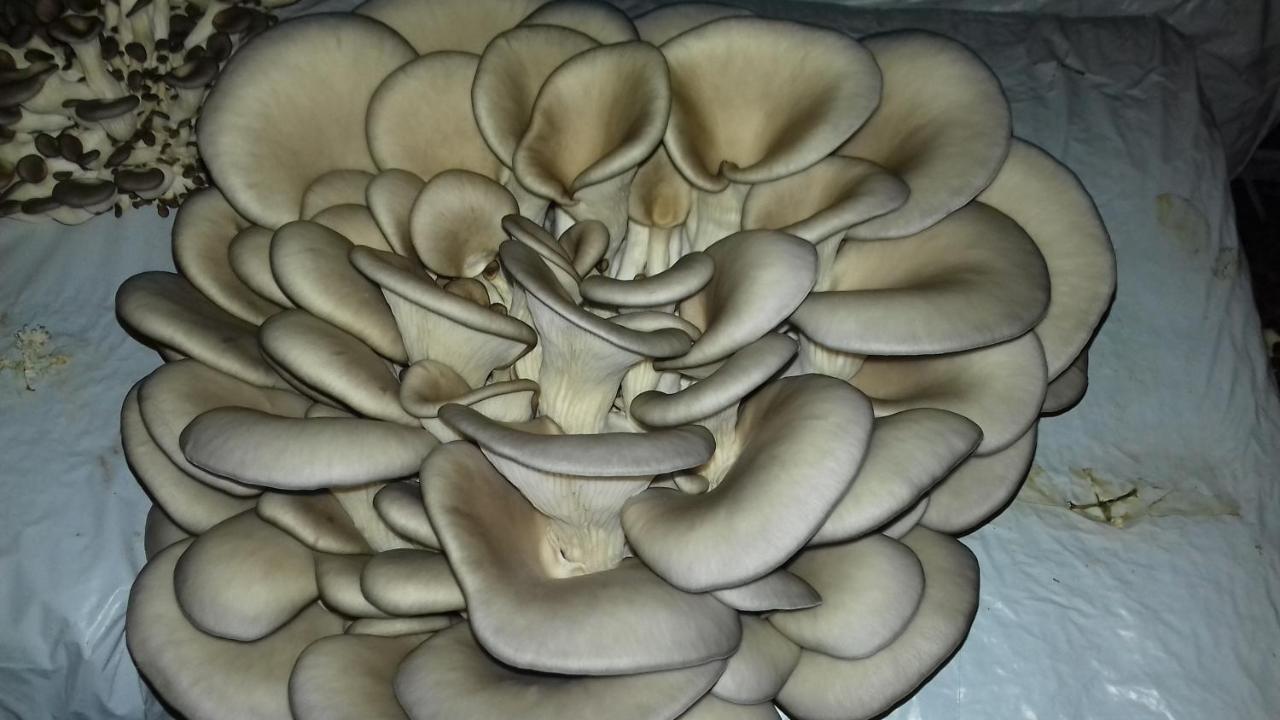 Home Of Nature - Kuca Prirode Odžak Zewnętrze zdjęcie