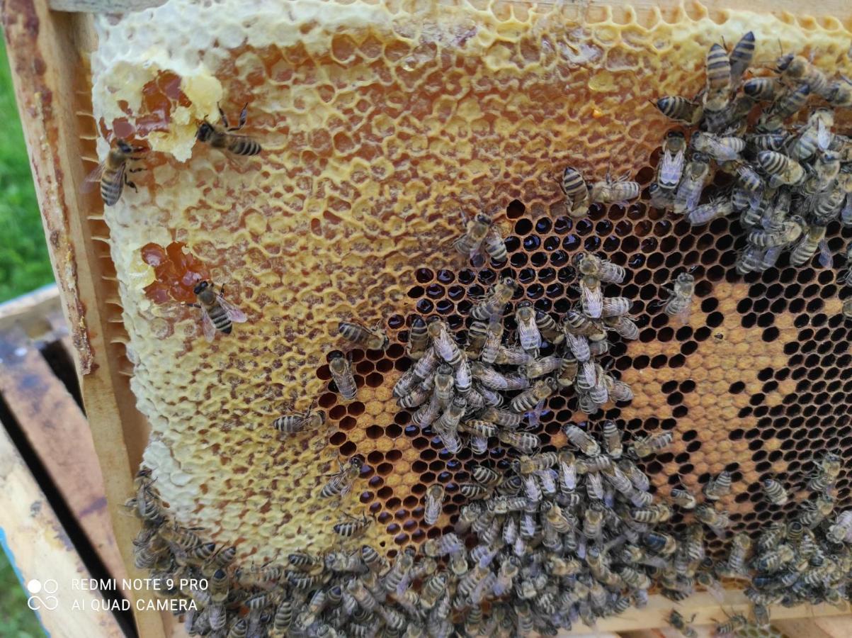 Home Of Nature - Kuca Prirode Odžak Zewnętrze zdjęcie
